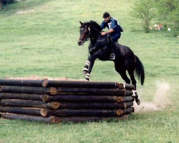 stallion Rafinad (Trakehner, 1989, from Forum xx)