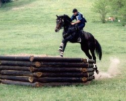 Deckhengst Rafinad (Trakehner, 1989, von Forum xx)