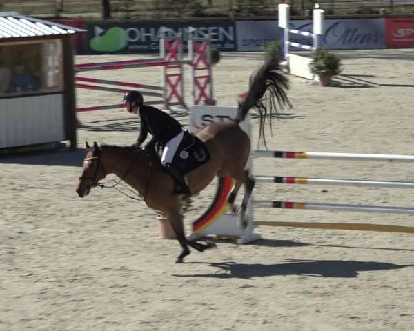 FEI Reitturnier Westergellersen (GER) 2022