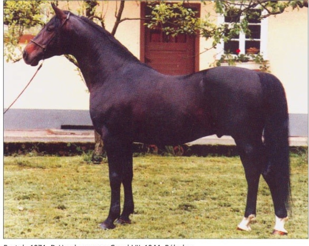 Deckhengst Bartok ShA (Shagya-Araber, 1971, von Gazal VII ShA)