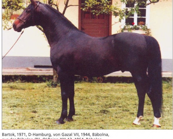 stallion Bartok ShA (Shagya Arabian, 1971, from Gazal VII ShA)