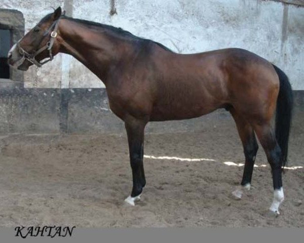 stallion Kahtan xx (Thoroughbred, 1995, from Nashwan xx)