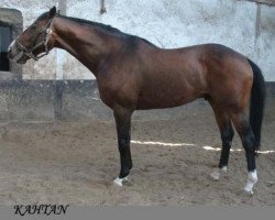 stallion Kahtan xx (Thoroughbred, 1995, from Nashwan xx)