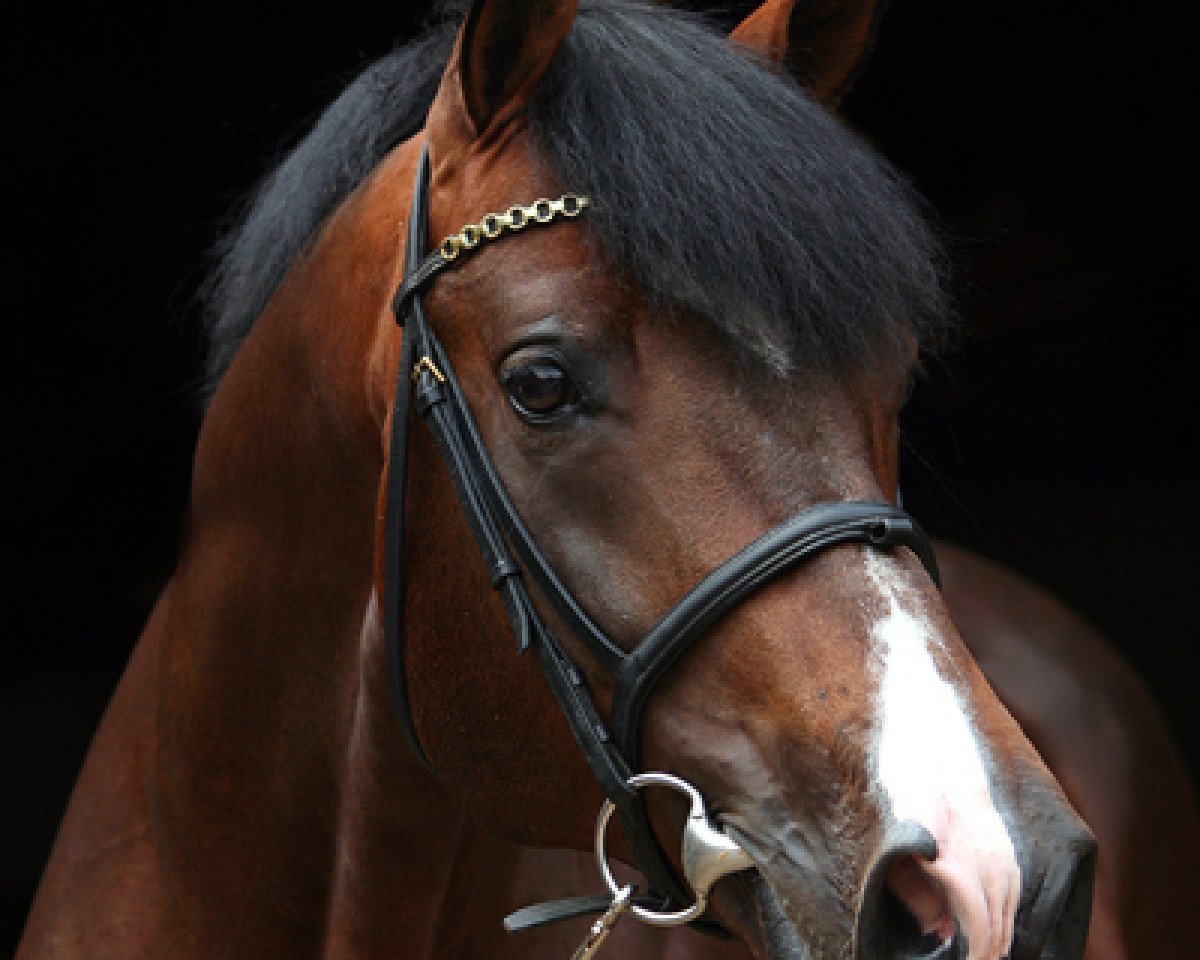 stallion Pronto (Arab half breed / Partbred, 1997, from Paris 1985 ShA)