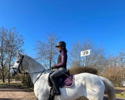 dressage horse Madonna 256 (Polish Warmblood, 2010, from Perkal ox)