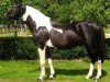 stallion King Nero (Polish Warmblood, 1988, from Nil)