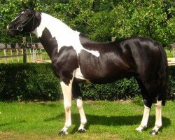 Deckhengst King Nero (Polnisches Warmblut, 1988, von Nil)