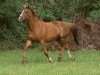 broodmare Nansovina (KWPN (Royal Dutch Sporthorse), 1995, from Belisar)