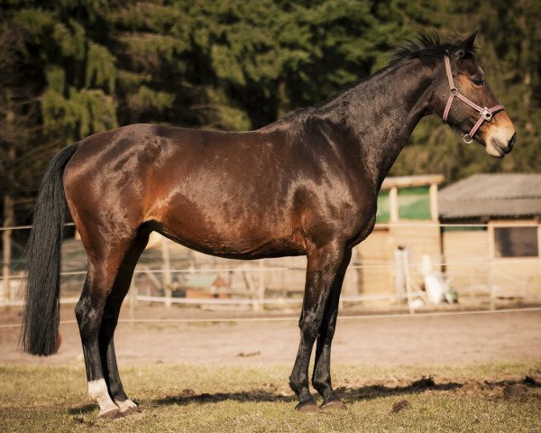 broodmare Lalue (Oldenburg,  , from Landcapitol)