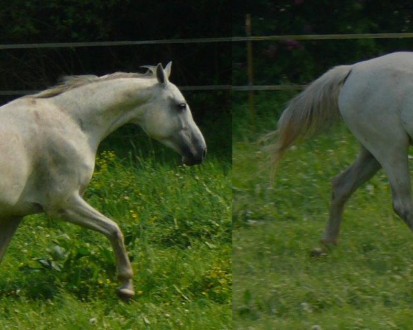 broodmare Emanze Evita (Hanoverian, 2001, from Erasmus)