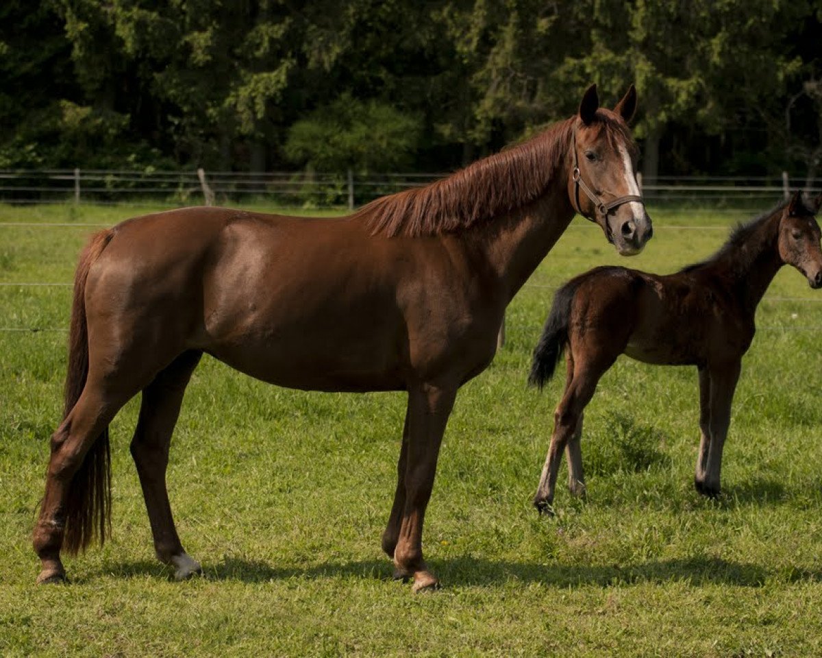 broodmare Sanatee (Hanoverian, 2006, from Santino)