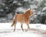 Zuchtstute Harmonie 333 (Haflinger, 2010, von Neuland)