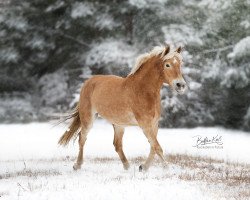 broodmare Harmonie 333 (Haflinger, 2010, from Neuland)