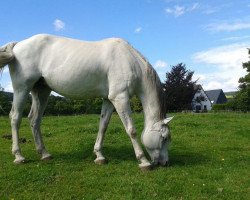 broodmare Lalique (Oldenburg, 1996, from Acord II)