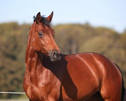 broodmare Evita (Hanoverian, 2004, from Edgar)