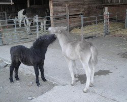 Pferd Buschenbachs Old Amsterdam (Deutsches Classic Pony, 2013, von Old Shatterhand)