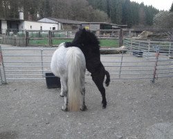 Pferd Buschenbachs Indian Autumn (Westfale, 2013, von Indian Summer vom Fasanenweg)