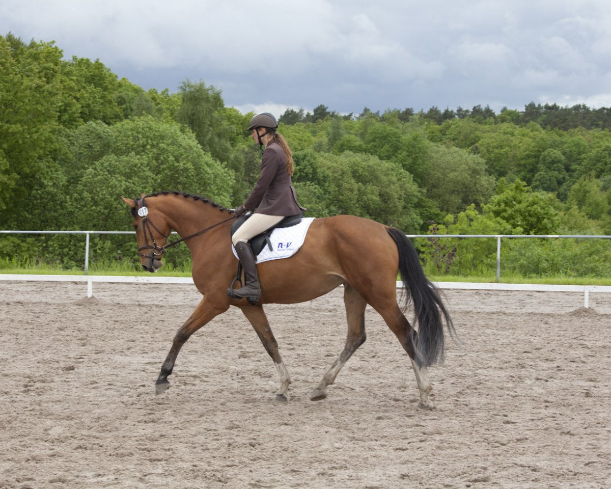 jumper Candela 51 (Oldenburg, 2009, from Cappucino)