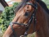 dressage horse Lupino 14 (Bavarian, 2002, from Lanciano)