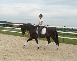 dressage horse Royal Cantal B (Hanoverian, 2010, from Royal Classic I)