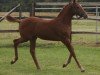 dressage horse Donnalittchen (German Riding Pony, 2012, from Erfttal Duncan)