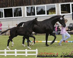 stallion Sunchéz (Westphalian, 2013, from Serafino 32)