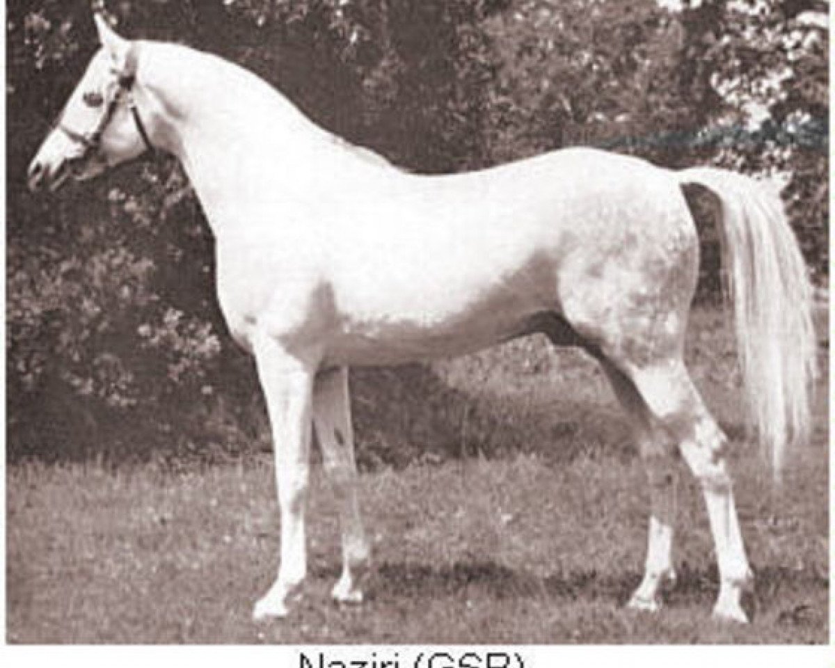 stallion Naziri ox (Arabian purebred, 1925, from Skowronek 1909 ox)