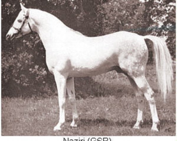 Deckhengst Naziri ox (Vollblutaraber, 1925, von Skowronek 1909 ox)
