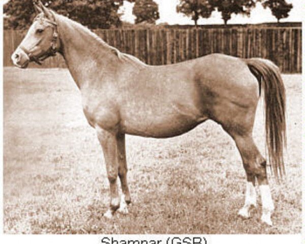 Zuchtstute Shamnar ox (Vollblutaraber, 1939, von Naziri ox)