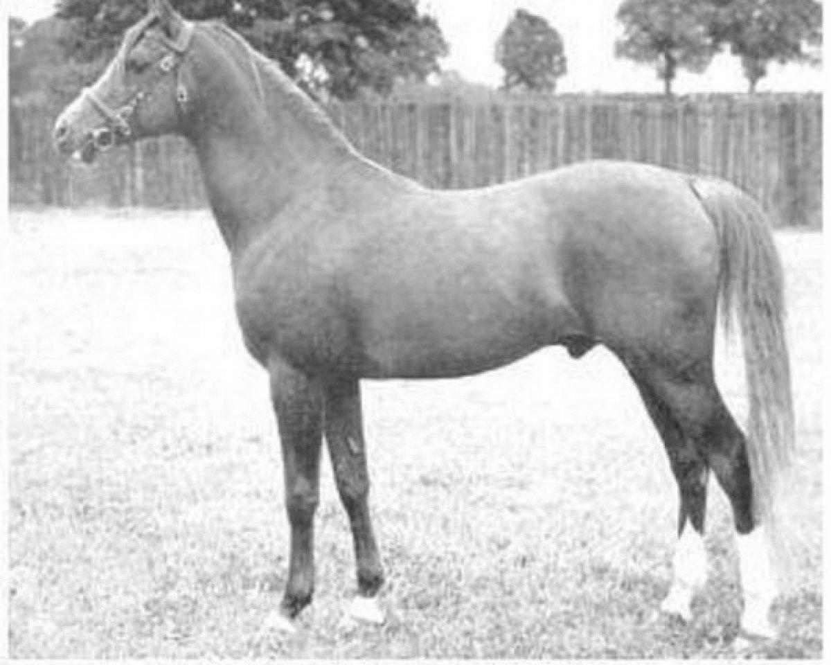 stallion Count Dorsaz ox (Arabian purebred, 1945, from Rissalix EAO)