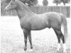 stallion Count Dorsaz ox (Arabian thoroughbred, 1945, from Rissalix EAO)