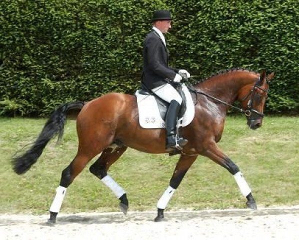 dressage horse Nachtruf (Trakehner, 2005, from Interconti)