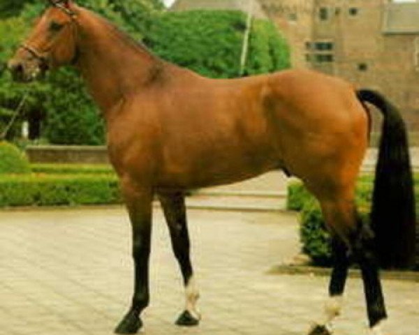 stallion Jupilot (Dutch Warmblood, 1991, from Epilot)