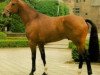 stallion Jupilot (KWPN (Royal Dutch Sporthorse), 1991, from Epilot)