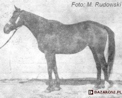 broodmare Demona xx (Thoroughbred, 1961, from Masis xx)