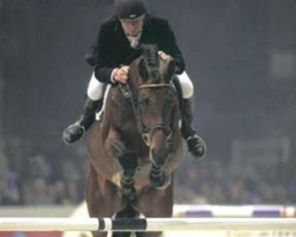 stallion Boeve's Montreux (Dutch Warmblood, 1994, from Hinault)