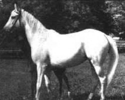 broodmare Planeta ox (Arabian thoroughbred, 1958, from Nabor 1950 ox)