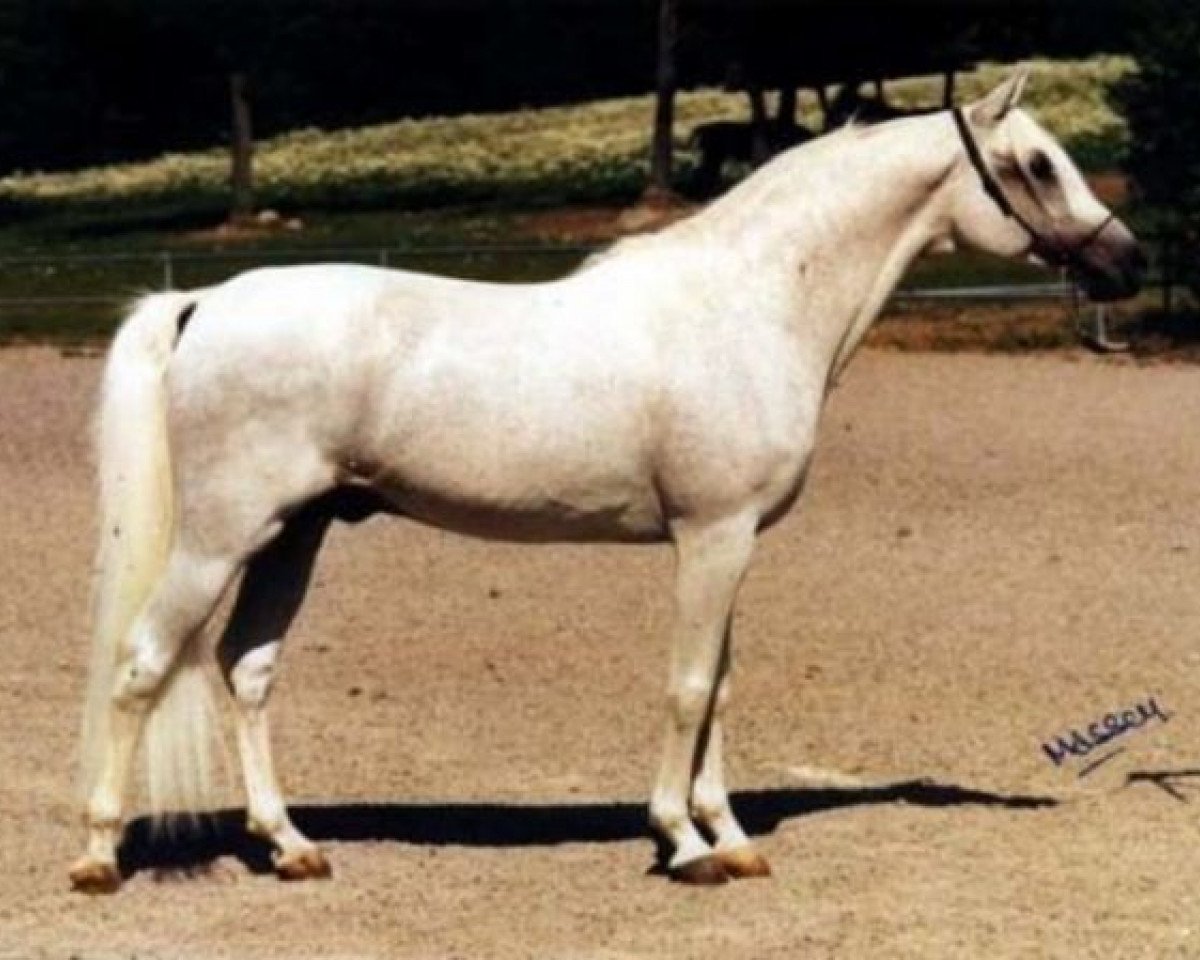 stallion Pohaniec 1965 ox (Arabian purebred, 1965, from Comet 1953 ox)