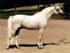 stallion Pohaniec 1965 ox (Arabian thoroughbred, 1965, from Comet 1953 ox)