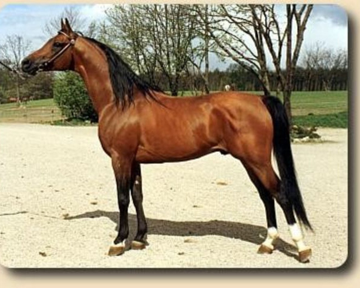 stallion Probat ox (Arabian purebred, 1975, from Pohaniec 1965 ox)