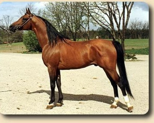 stallion Probat ox (Arabian thoroughbred, 1975, from Pohaniec 1965 ox)