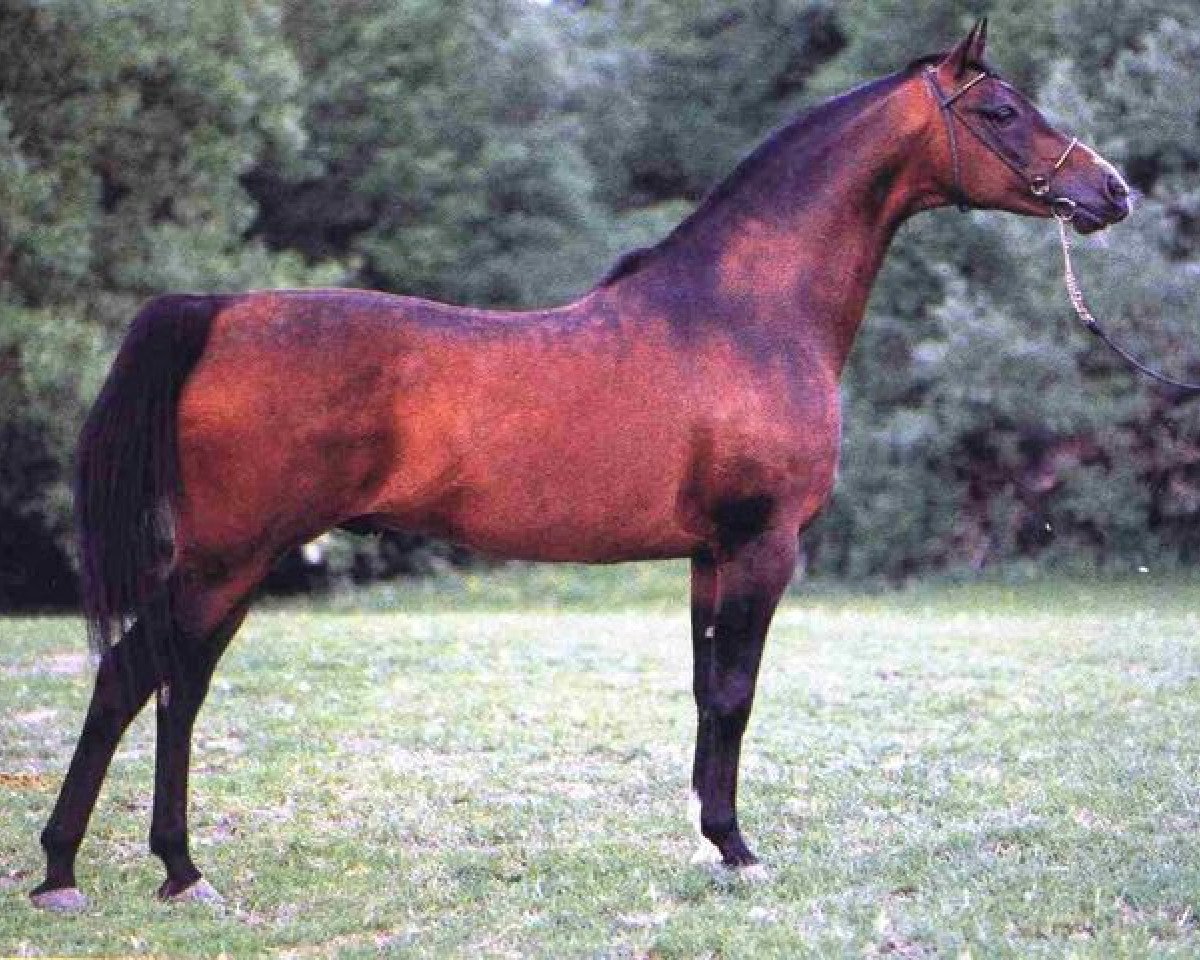 Deckhengst Wermut ox (Vollblutaraber, 1982, von Probat ox)