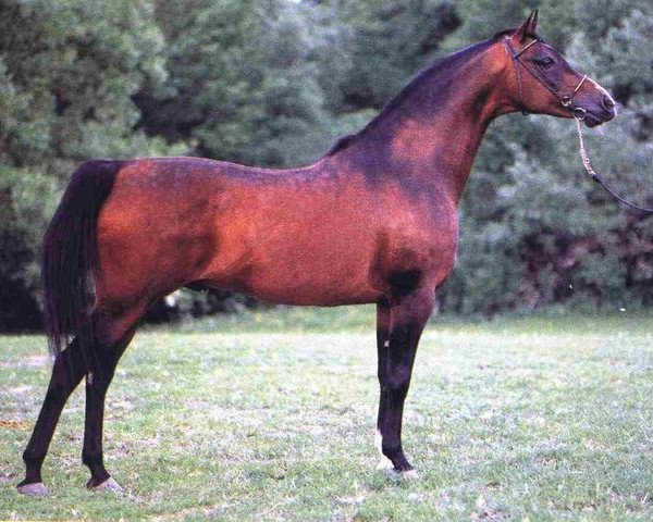 stallion Wermut ox (Arabian thoroughbred, 1982, from Probat ox)