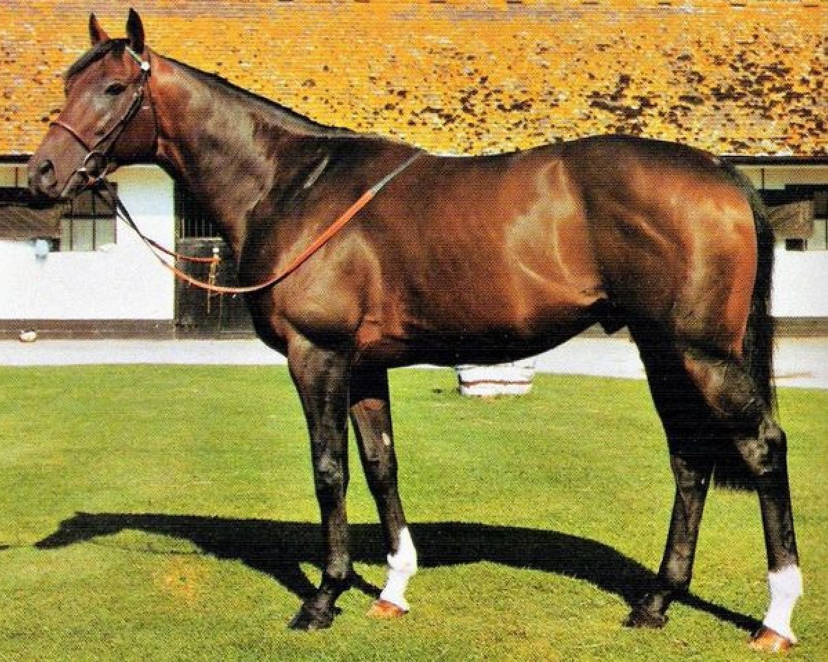 stallion Formidable xx (Thoroughbred, 1975, from Forli xx)