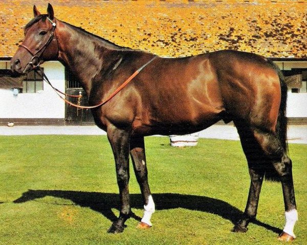 Pferd Formidable xx (Englisches Vollblut, 1975, von Forli xx)