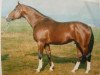 stallion Mariner (Hanoverian, 1976, from Matrose)