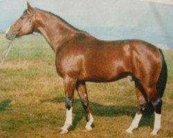 stallion Mariner (Hanoverian, 1976, from Matrose)