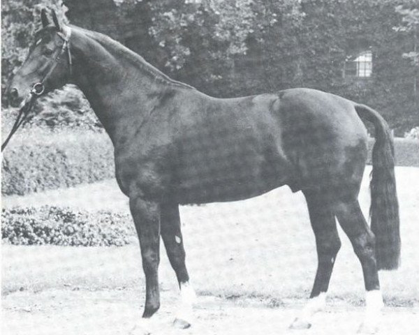 stallion Silvaner (Westphalian, 1970, from Sioux)