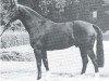 stallion Silvaner (Westphalian, 1970, from Sioux)