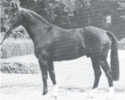 Deckhengst Silvaner (Westfale, 1970, von Sioux)